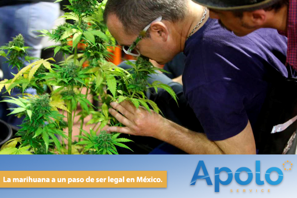 La marihuana a un paso de ser legal en México.